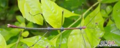 竹节虫会咬死人吗 竹节虫咬人吗