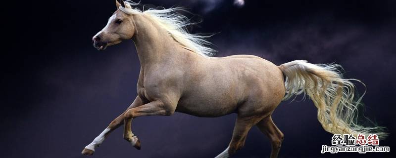 马叫声 马是怎么叫的