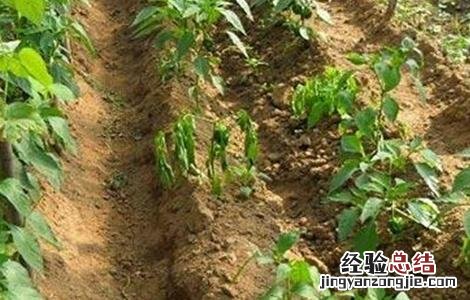 辣椒死棵的原因及防治方法图片 辣椒死棵的原因及防治方法