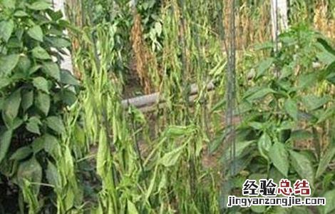 辣椒死棵的原因及防治方法图片 辣椒死棵的原因及防治方法