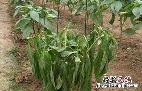 辣椒死棵的原因及防治方法图片 辣椒死棵的原因及防治方法