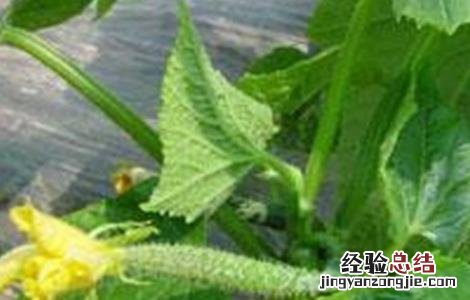 黄瓜缺硼该怎么办 黄瓜缺硼症状