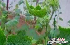 黄瓜缺硼该怎么办 黄瓜缺硼症状