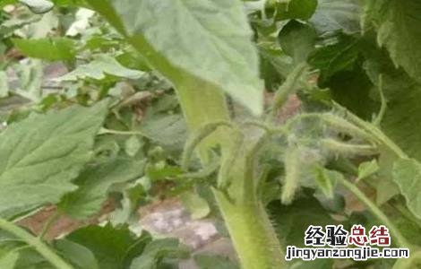 番茄坐果率低的原因及解决方法 番茄坐果率低的原因及解决方法图片