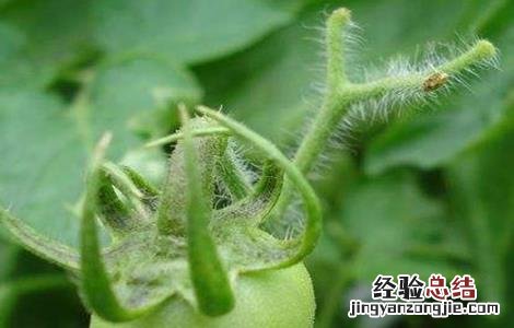 番茄坐果率低的原因及解决方法 番茄坐果率低的原因及解决方法图片