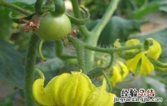 番茄坐果率低的原因及解决方法 番茄坐果率低的原因及解决方法图片
