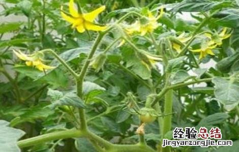 番茄坐果率低的原因及解决方法 番茄坐果率低的原因及解决方法图片