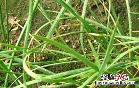 韭菜倒伏了能把韭菜割掉吗 韭菜倒伏的原因及防治方法