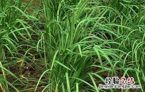 韭菜倒伏了能把韭菜割掉吗 韭菜倒伏的原因及防治方法
