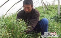 韭菜倒伏了能把韭菜割掉吗 韭菜倒伏的原因及防治方法