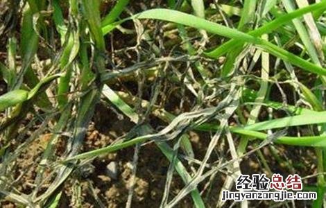 韭菜倒伏了能把韭菜割掉吗 韭菜倒伏的原因及防治方法