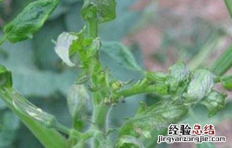 番茄卷叶的原因及防治方法有哪些 番茄卷叶的原因及防治方法