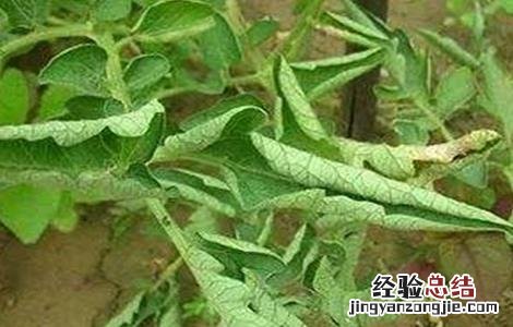番茄卷叶的原因及防治方法有哪些 番茄卷叶的原因及防治方法