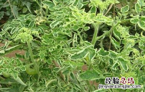 番茄卷叶的原因及防治方法有哪些 番茄卷叶的原因及防治方法