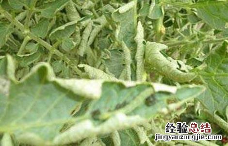 番茄卷叶的原因及防治方法有哪些 番茄卷叶的原因及防治方法