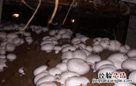 双孢菇浇水需注意 双孢菇浇水需注意些什么