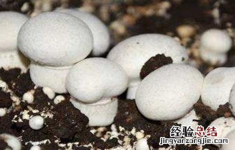 双孢菇浇水需注意 双孢菇浇水需注意些什么