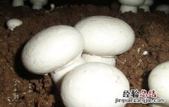 双孢菇浇水需注意 双孢菇浇水需注意些什么