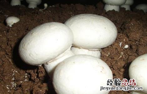 双孢菇浇水需注意 双孢菇浇水需注意些什么