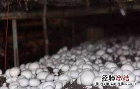 双孢菇浇水需注意 双孢菇浇水需注意些什么