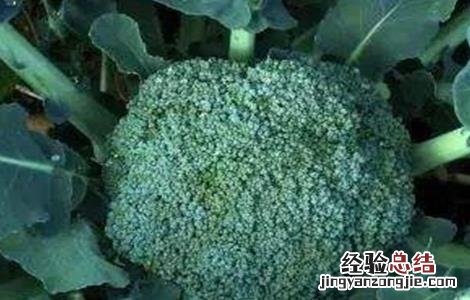 花椰菜种植技术与管理 花椰菜高产栽培管理技术