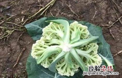 花椰菜种植技术与管理 花椰菜高产栽培管理技术