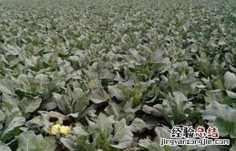 花椰菜种植技术与管理 花椰菜高产栽培管理技术
