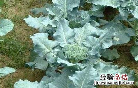 花椰菜种植技术与管理 花椰菜高产栽培管理技术