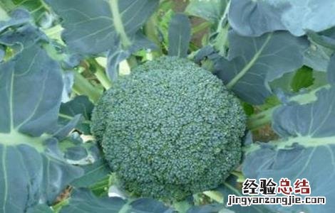预防西兰花早期抽薹的措施是 预防西兰花早期抽薹的措施