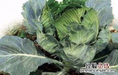预防西兰花早期抽薹的措施是 预防西兰花早期抽薹的措施