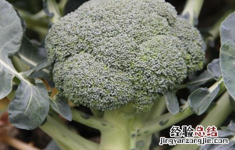 预防西兰花早期抽薹的措施是 预防西兰花早期抽薹的措施