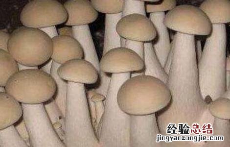 食用菌增产的小妙招 如何提高食用菌产品的质量?