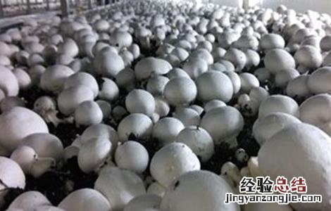 食用菌增产的小妙招 如何提高食用菌产品的质量?