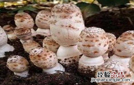 食用菌增产的小妙招 如何提高食用菌产品的质量?
