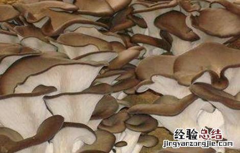 食用菌增产的小妙招 如何提高食用菌产品的质量?