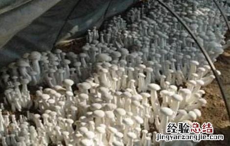 食用菌增产的小妙招 如何提高食用菌产品的质量?
