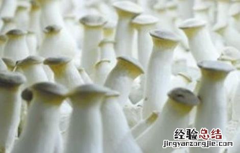 食用菌增产的小妙招 如何提高食用菌产品的质量?