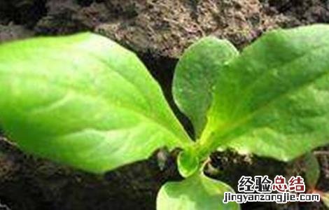 莴笋种子催芽方法 莴笋种子催芽方法图解