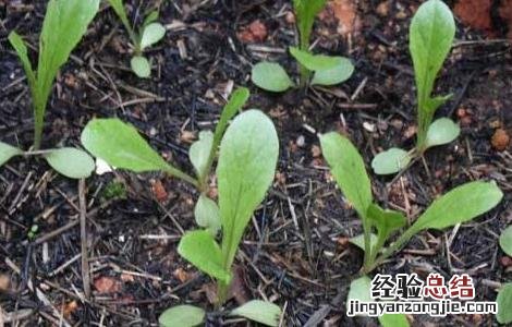 莴笋种子催芽方法 莴笋种子催芽方法图解