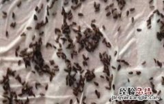 莴笋种子催芽方法 莴笋种子催芽方法图解
