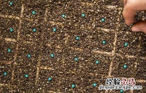 莴笋种子催芽方法 莴笋种子催芽方法图解