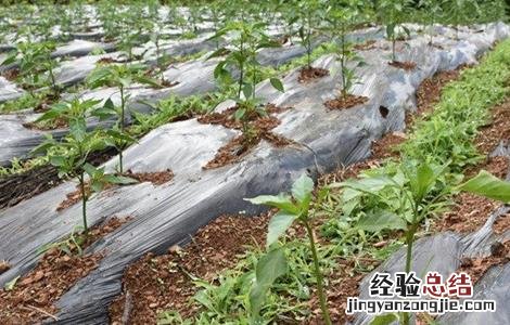 辣椒移栽后生长不良 辣椒定植后缓苗不良的原因