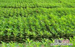 辣椒移栽后生长不良 辣椒定植后缓苗不良的原因