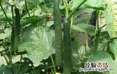 黄瓜种植对环境条件的要求是什么 黄瓜种植对环境条件的要求