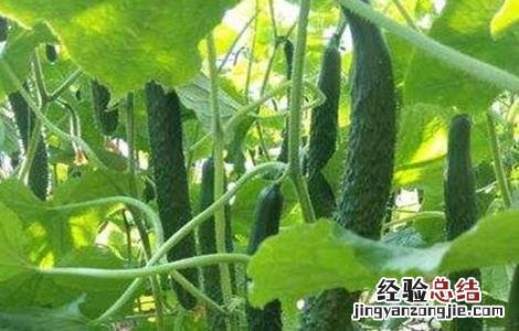 黄瓜种植对环境条件的要求是什么 黄瓜种植对环境条件的要求