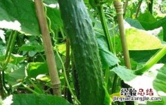 黄瓜种植对环境条件的要求是什么 黄瓜种植对环境条件的要求