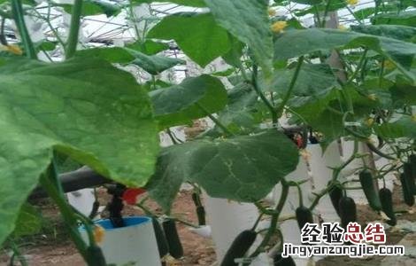 黄瓜种植对环境条件的要求是什么 黄瓜种植对环境条件的要求