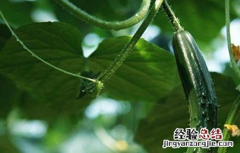 黄瓜种植对环境条件的要求是什么 黄瓜种植对环境条件的要求