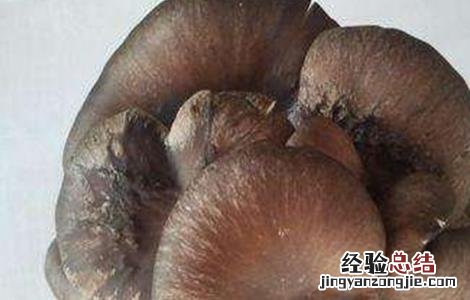 平菇畸形怎么补救 平菇畸形菇的原因及防治方法