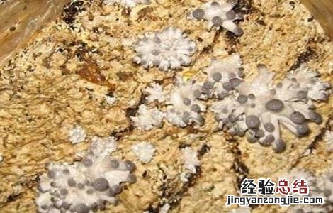 平菇畸形怎么补救 平菇畸形菇的原因及防治方法